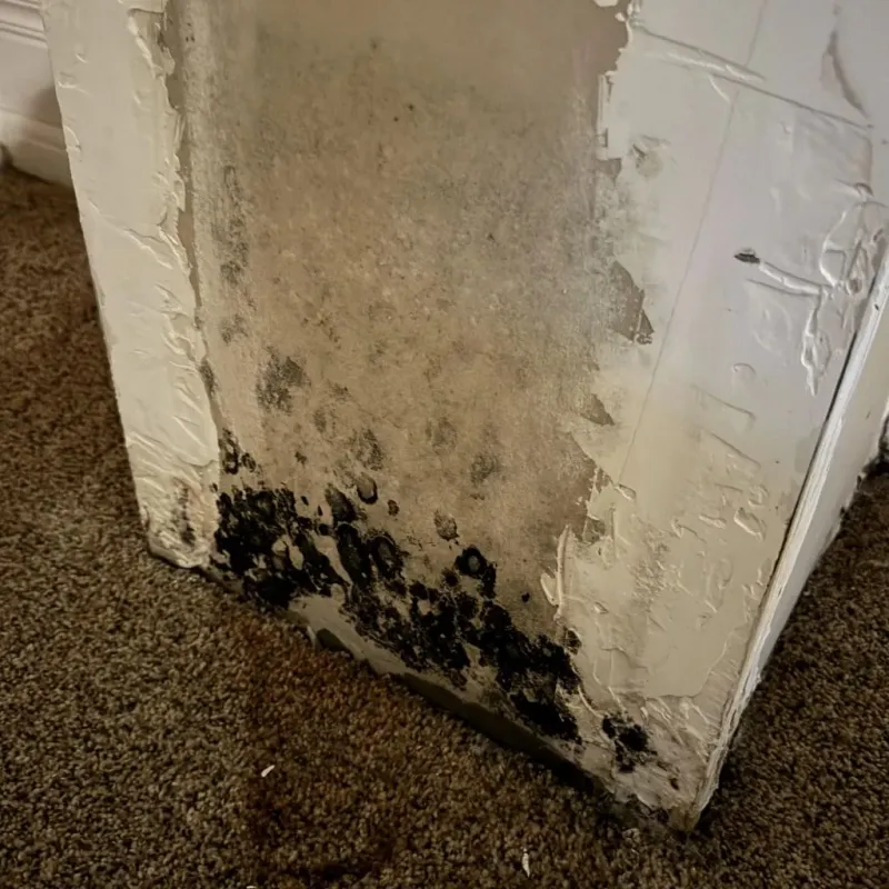 Professional Mold Removal in Roma-Los Saenz, TX
